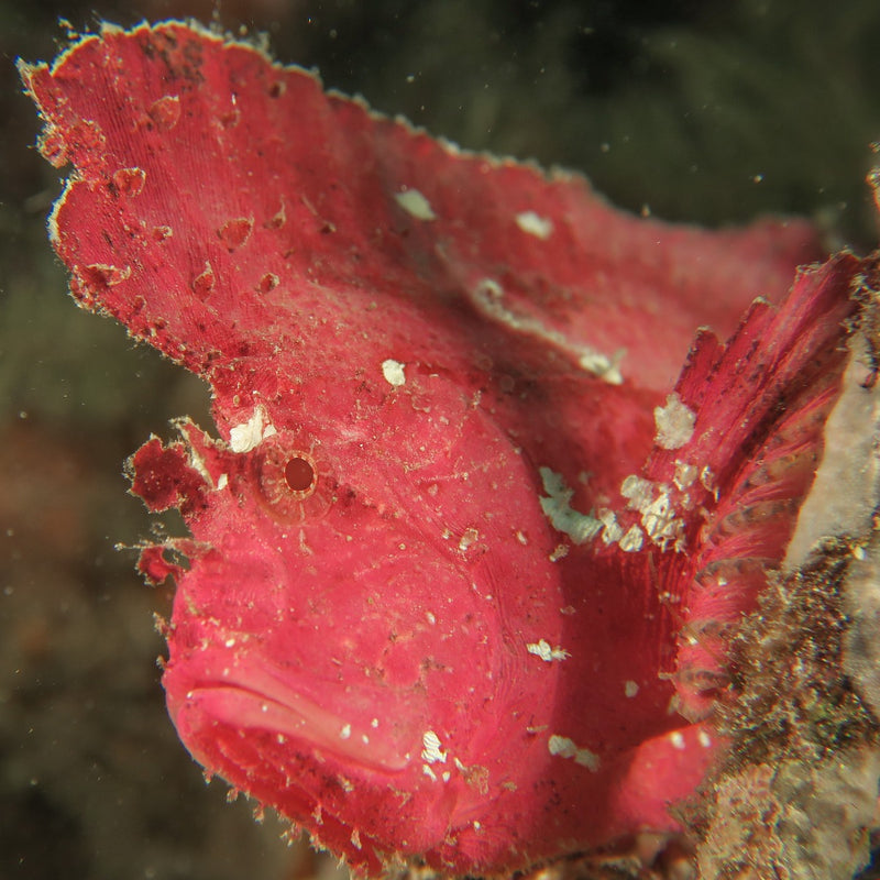 Red Leaf Scorpionfish