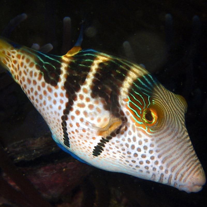 Smiths Gold Spot Puffer (Saddle puffer)