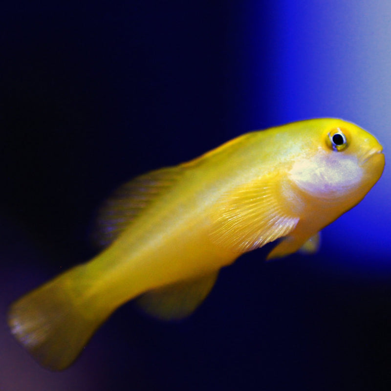 Yellow Goby