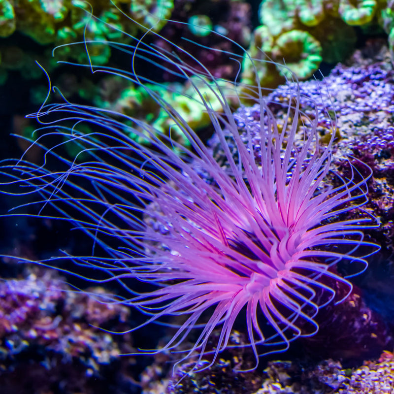 Tube Anemone