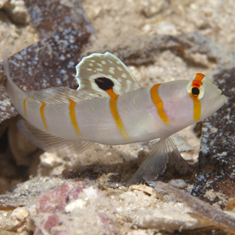 Randalls Shrimp Goby