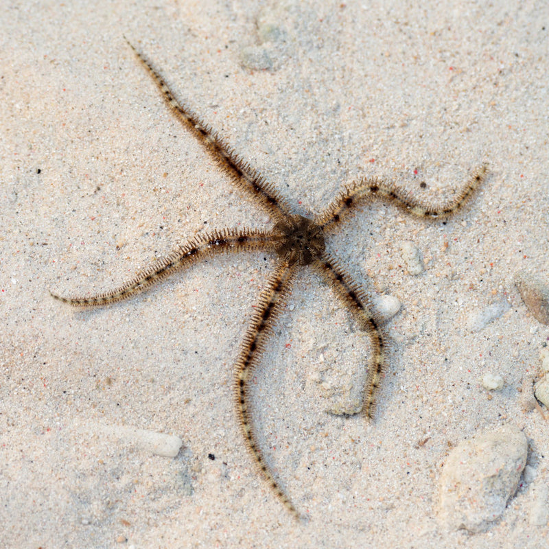 Brittle Sea Star