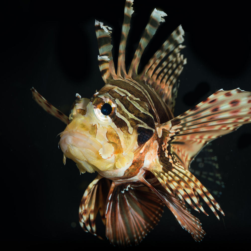 Fuzzy Dwarf Lionfish | Kraken Corals