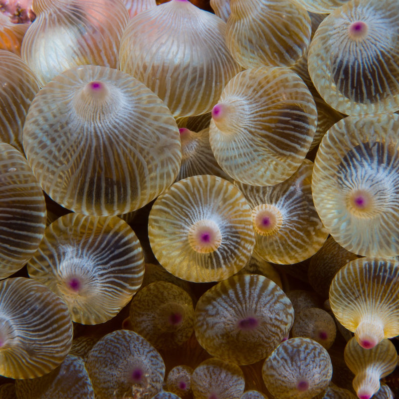 Bubble Tip Anemone - green