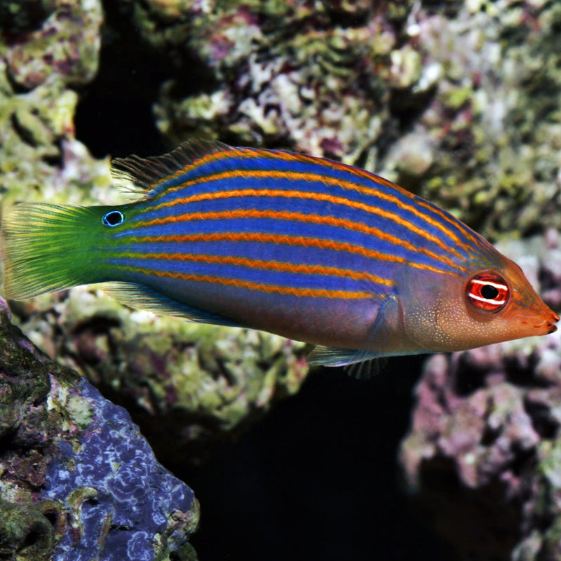 Sixline / Pajama wrasse