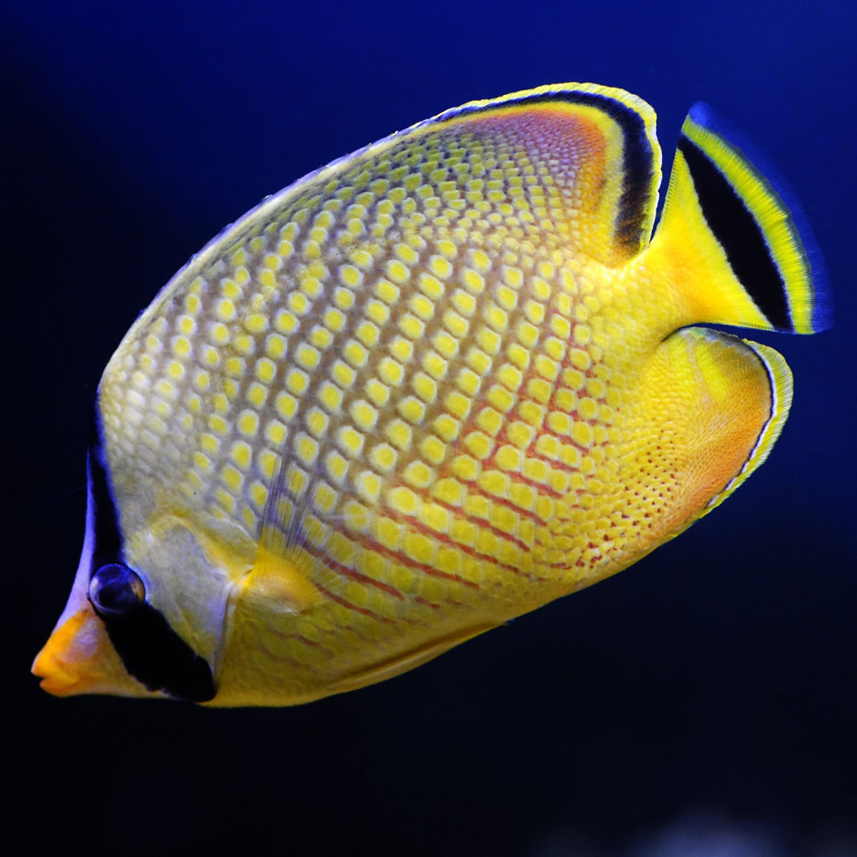 Lattice / Raffles Butterfly Fish | Kraken Corals