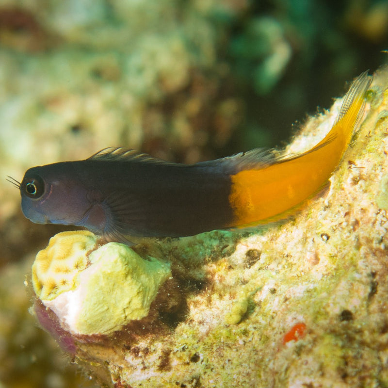 Bicolour Blenny