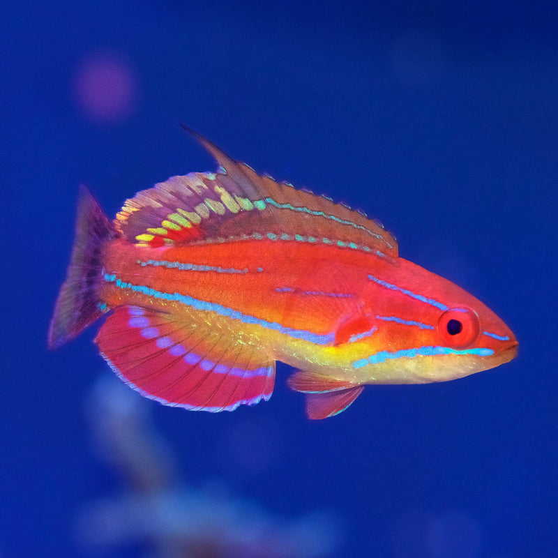 Carpenters Flasher Wrasse