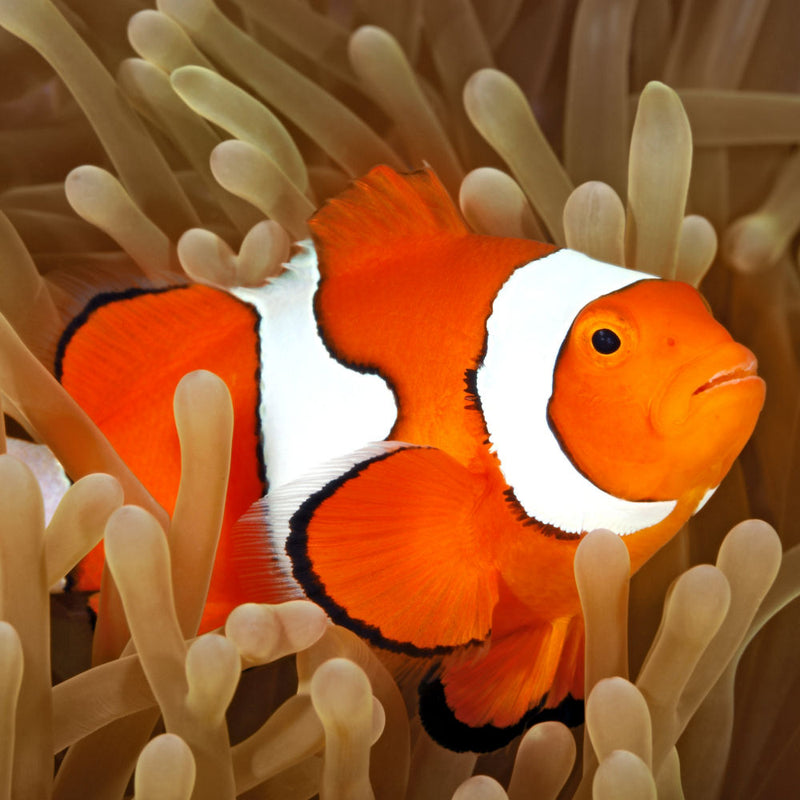Clownfish Pair