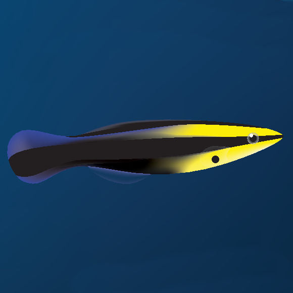 Blackspot Cleaner Wrasse