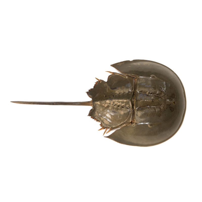 Horseshoe Crab
