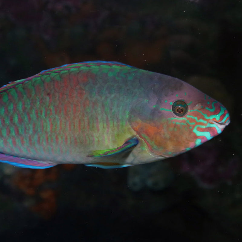 Checkerboard Wrasse