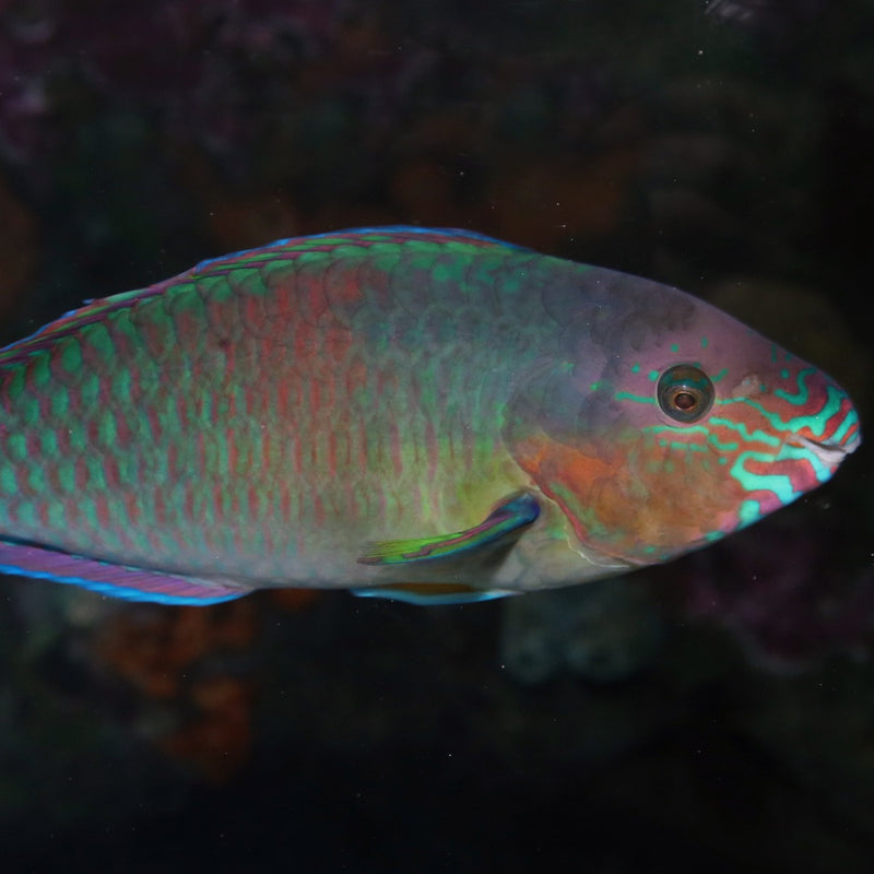 Quoys Parrotfish