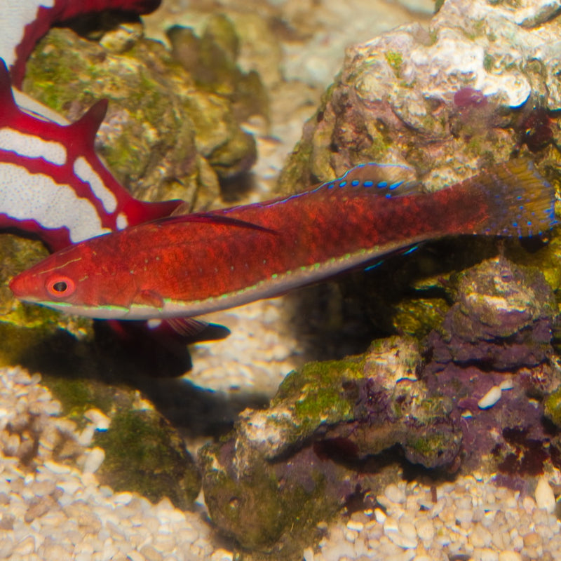 Ruby Longfin Fairy Wrasse
