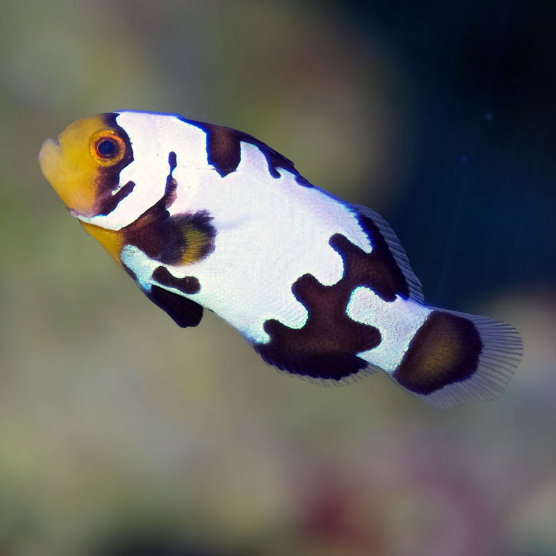Black Ice Snowflake Clownfish Pair