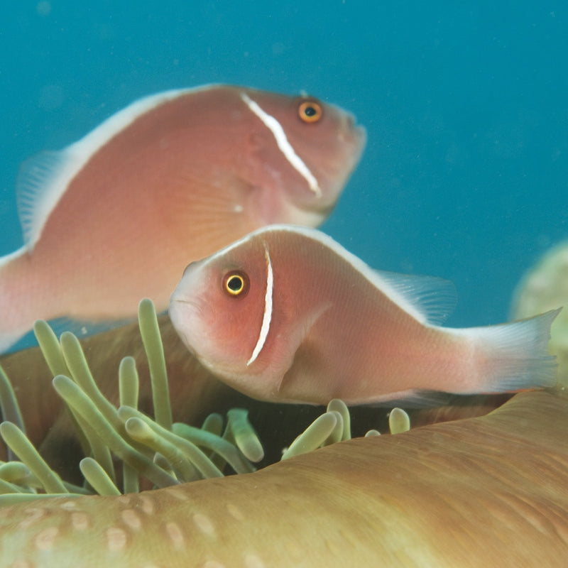 Pink Skunk Clownfish Pair