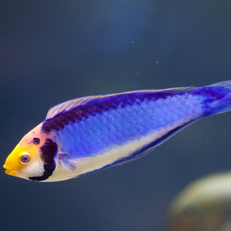 Red Head Solon Fairy Wrasse
