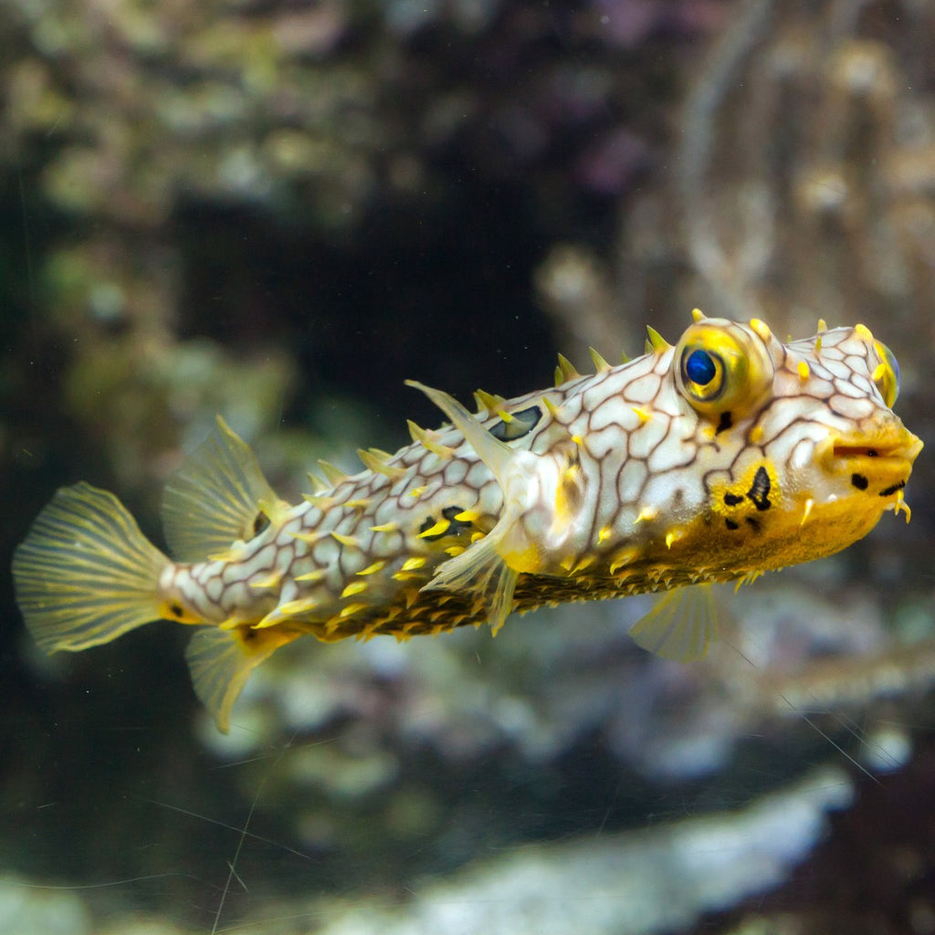 Spiny Box Puffer — Kraken Corals