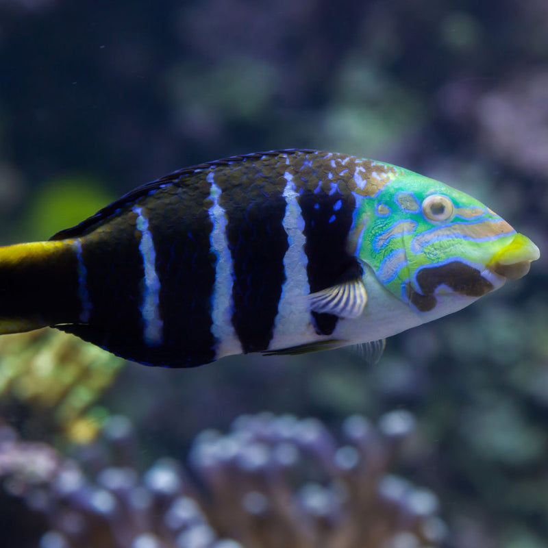 Banded Wrasse