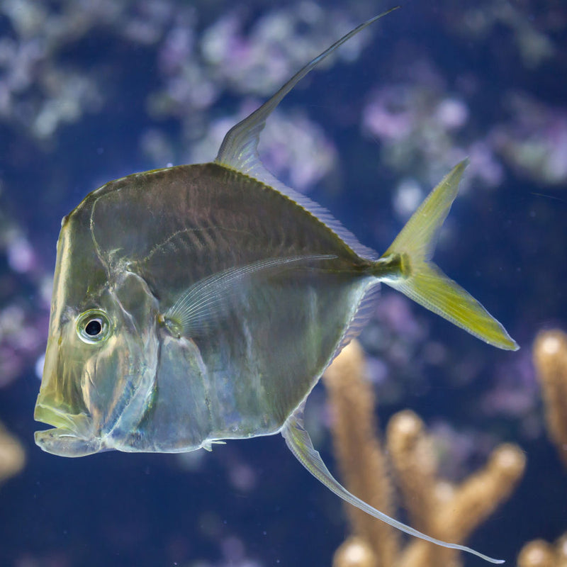 Lookdown Fish