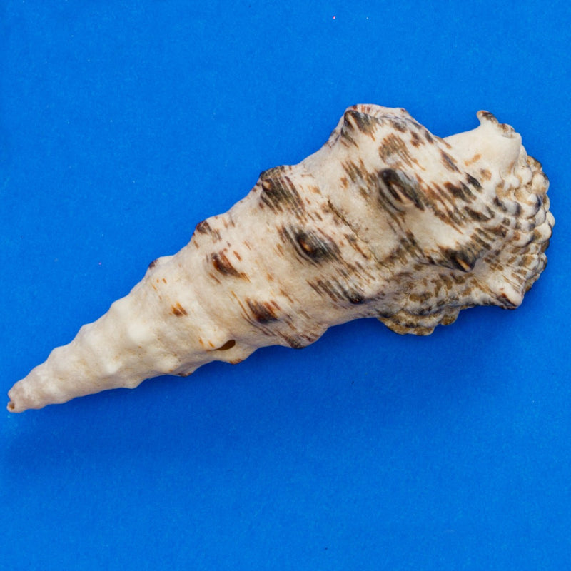 Cerith snail
