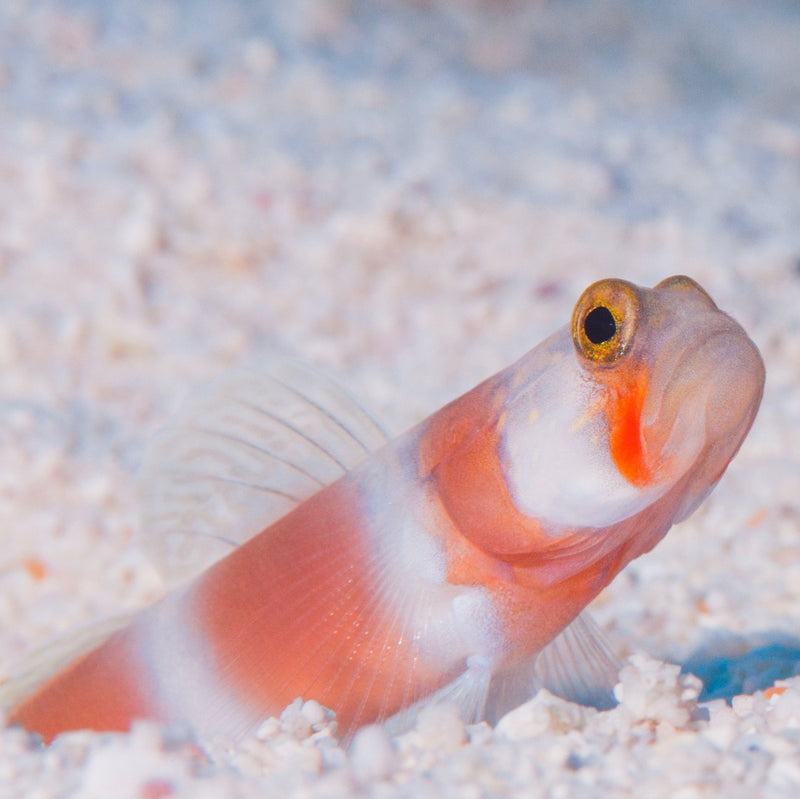 Suntail Goby