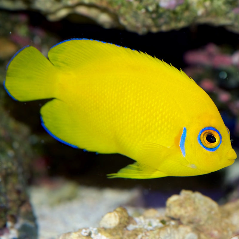 Lemonpeel Angelfish