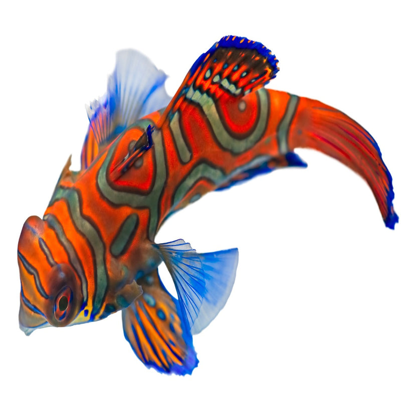 Mandarin Dragonet - Red