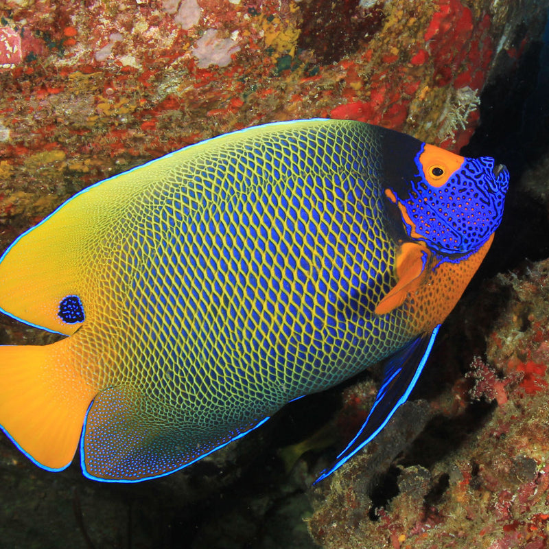 Blue Faced Angel Juvenile