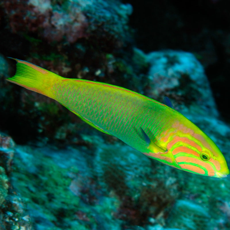 Marshall Island Wrasse