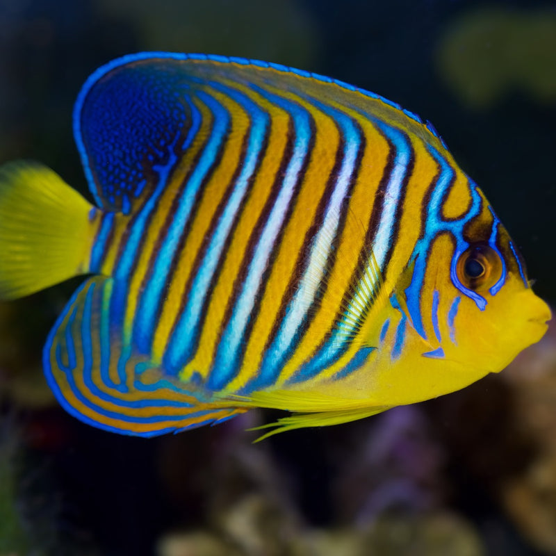 Regal Angelfish - small