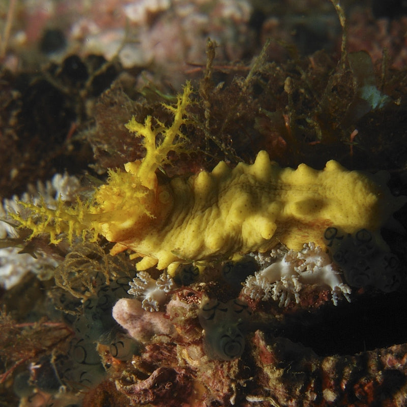 Sea Cucumber, Yellow