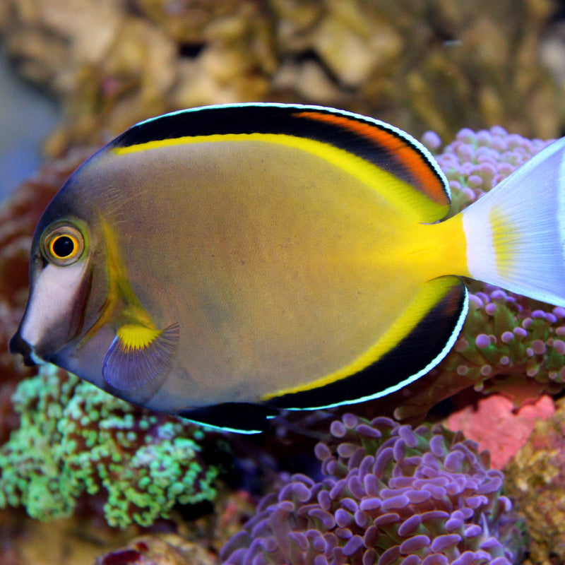 Powder Brown Tang M