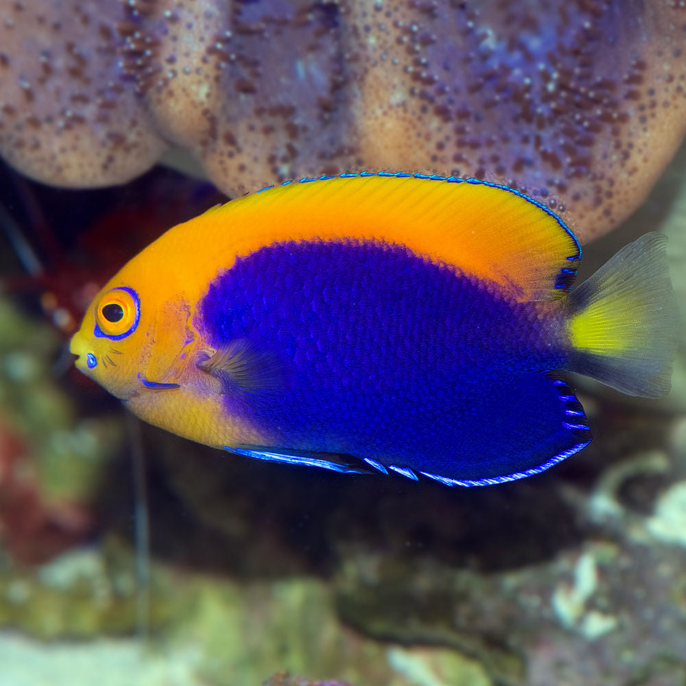 洋楽 Angelfish Fireball Angelfish — Kraken Corals