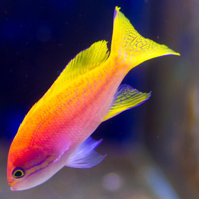 Scribbled Anthias