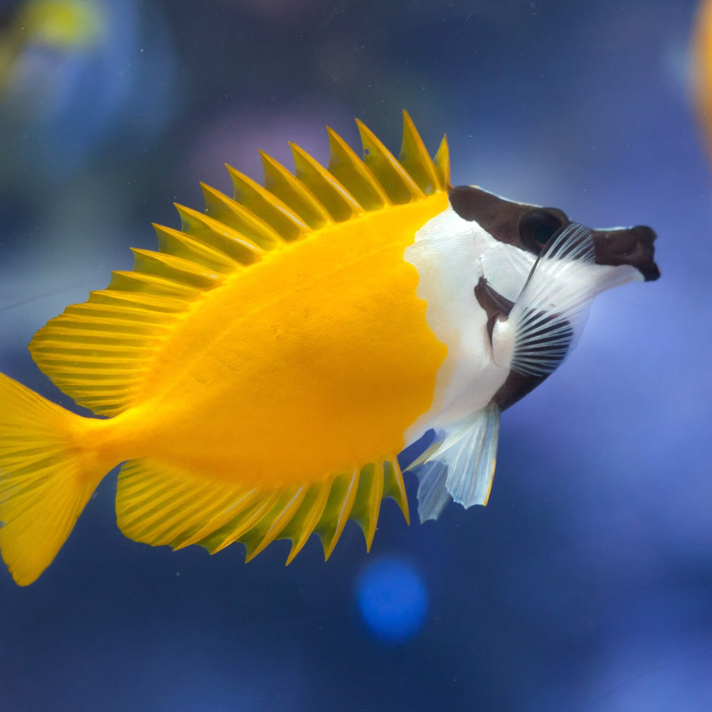 Yellow Foxface — Kraken Corals