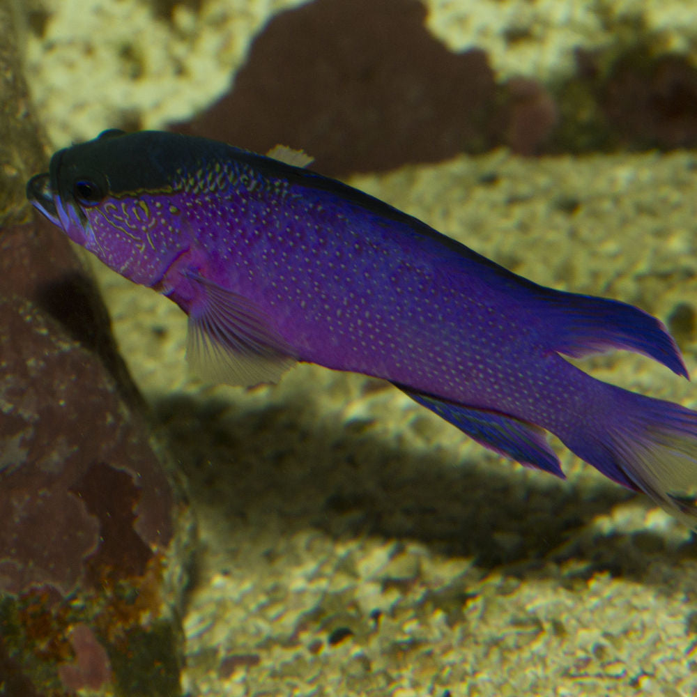 Black Cap Basslet — Kraken Corals