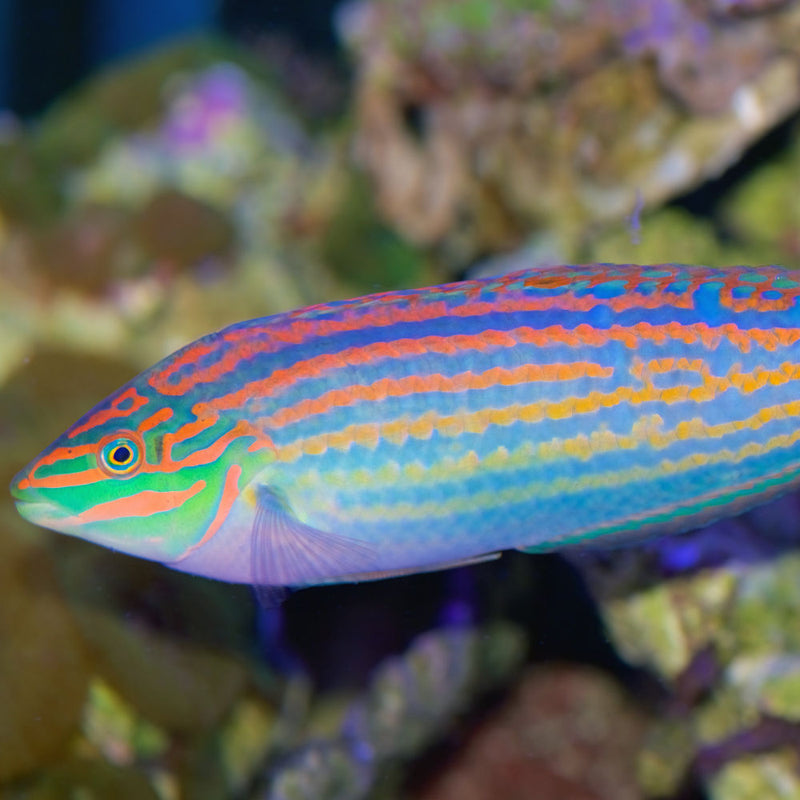 Green Face Wrasse
