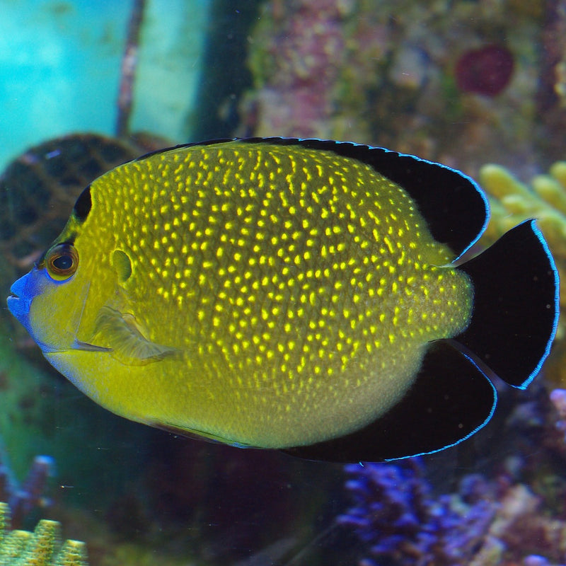 Goldflake Angelfish