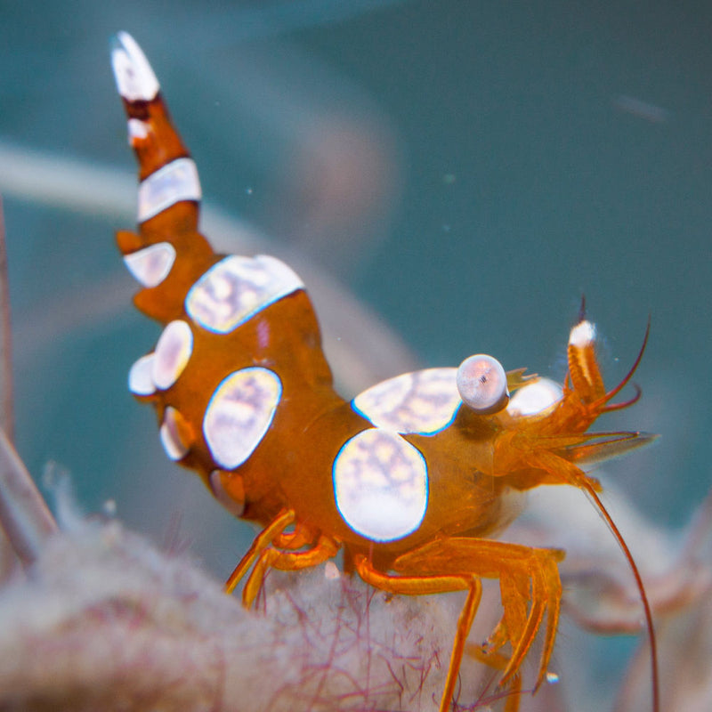 Sexy Shrimp