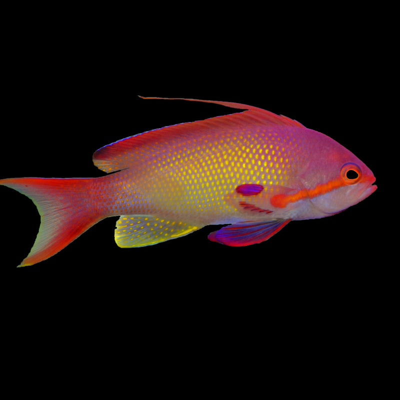 Male Lyretail Anthias