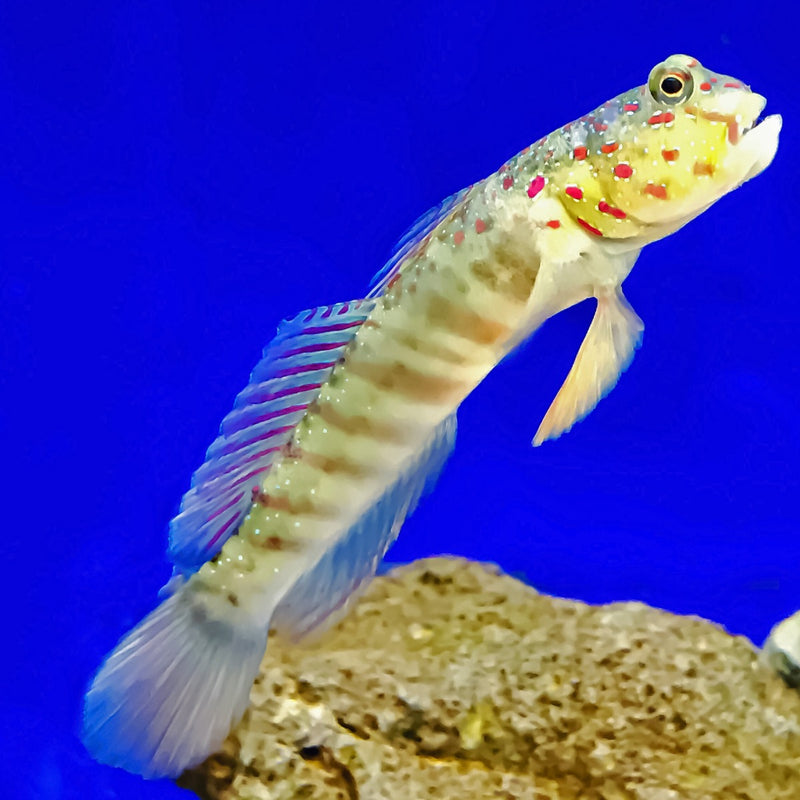 Watchman Goby & Tiger Shrimp Duo