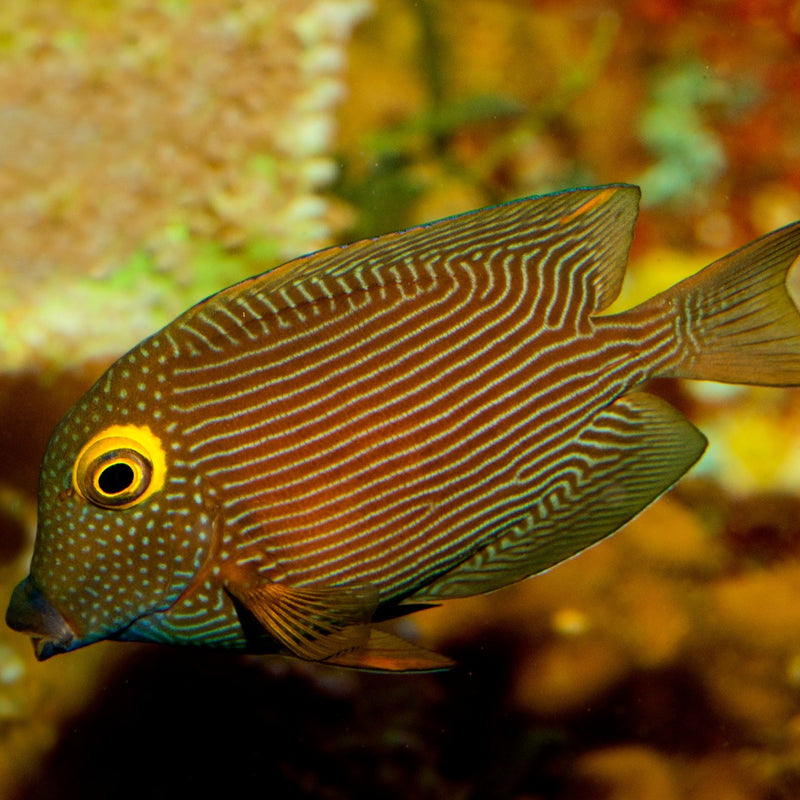 Yellow Eye (Silver Spot) Kole Tang