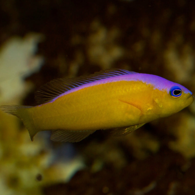 Diadem dottyback