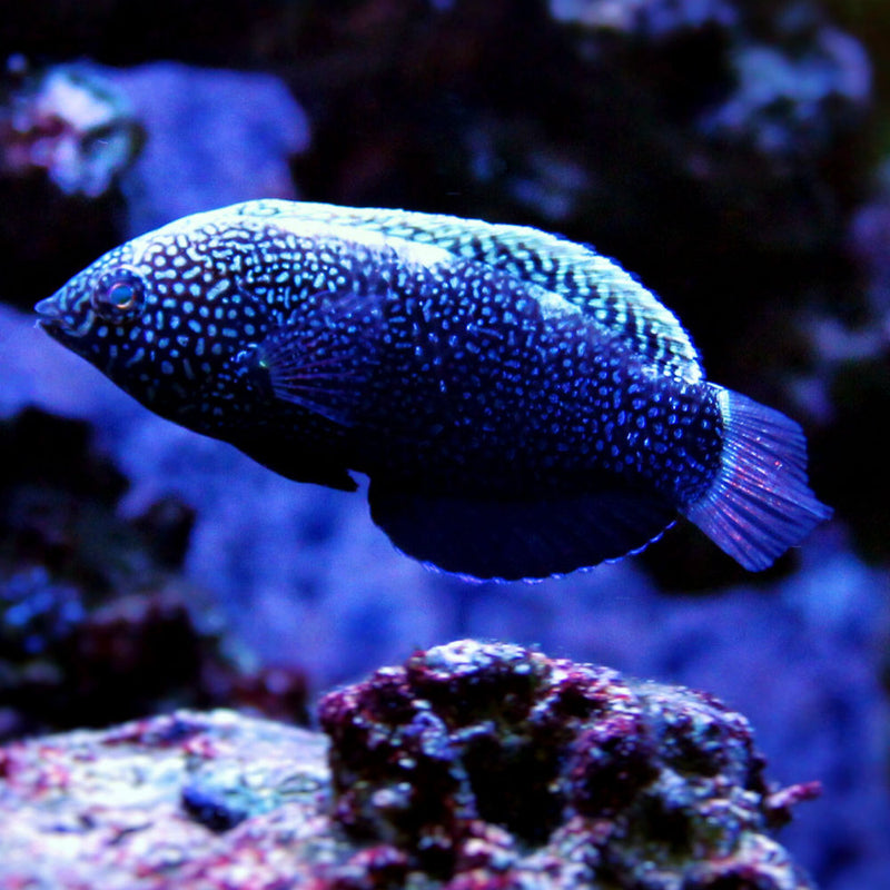 Black Leopard Wrasse -  XL Male