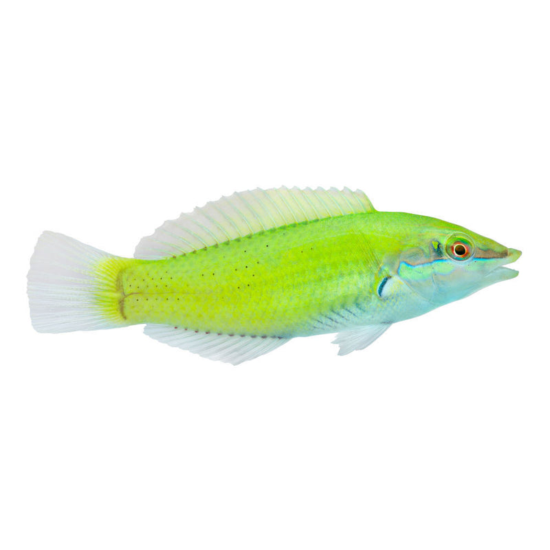 Jade Wrasse