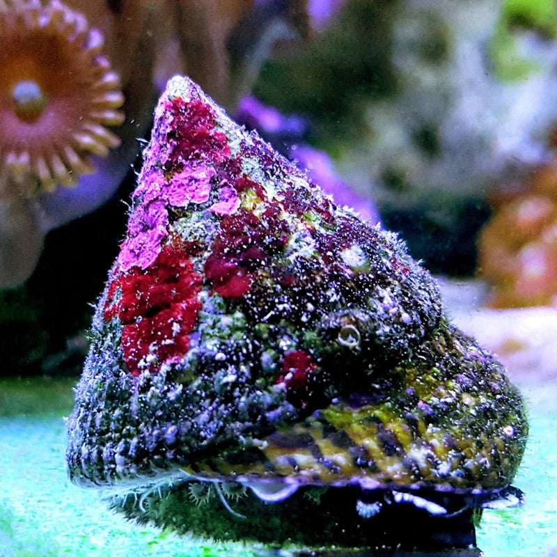 Trochus Snail