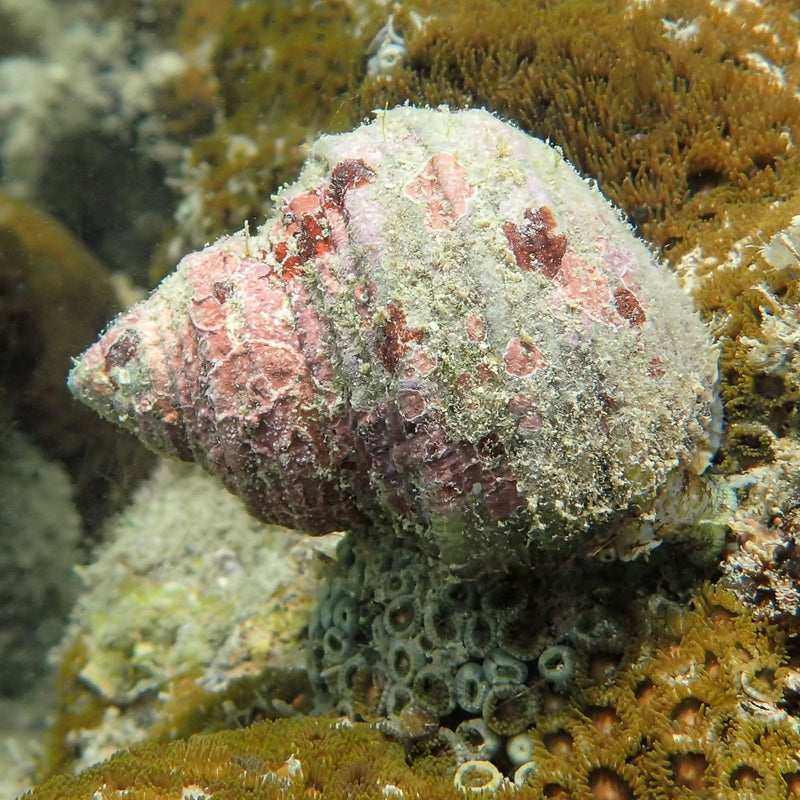 Turbo Snail