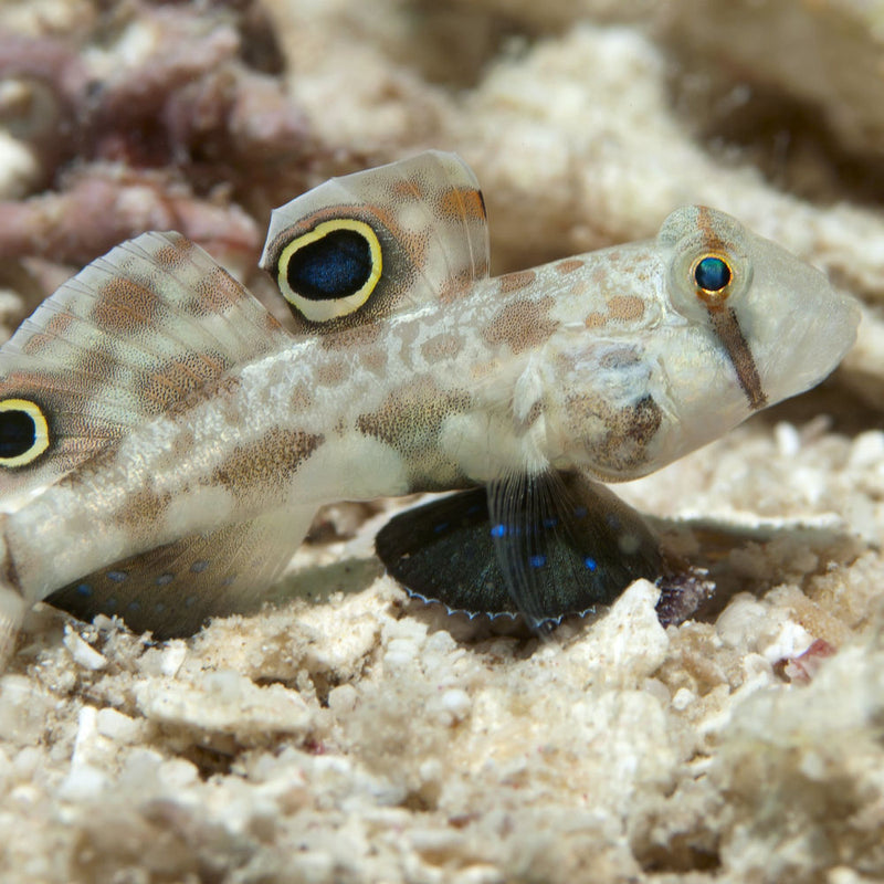 Twin Spot/Eye Spot Goby Large