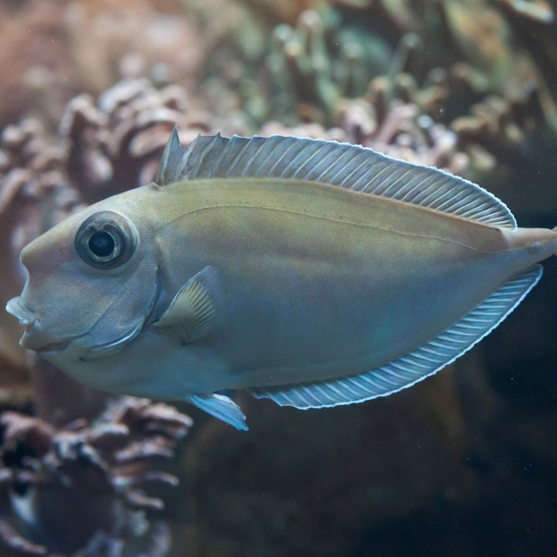 Unicorn Tang